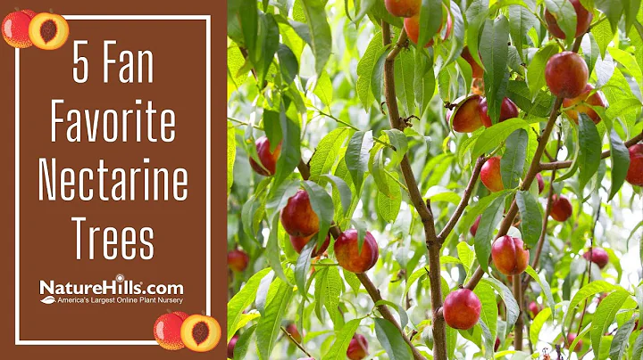 5 Fan Favorite Nectarine Trees | NatureHills.com - DayDayNews