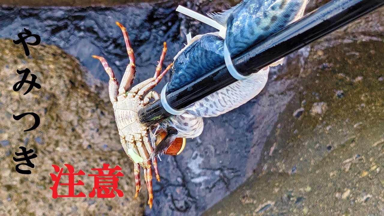 【やみつき】石鯛釣りの特効餌