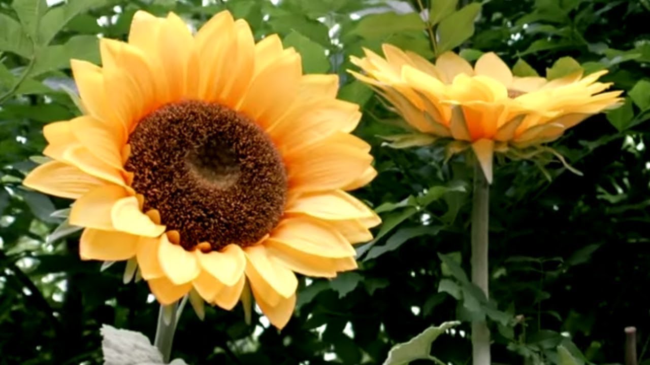 Tosia i Tymek po polsku 126 - rosnące słoneczniki | dla dzieci bajki po polsku