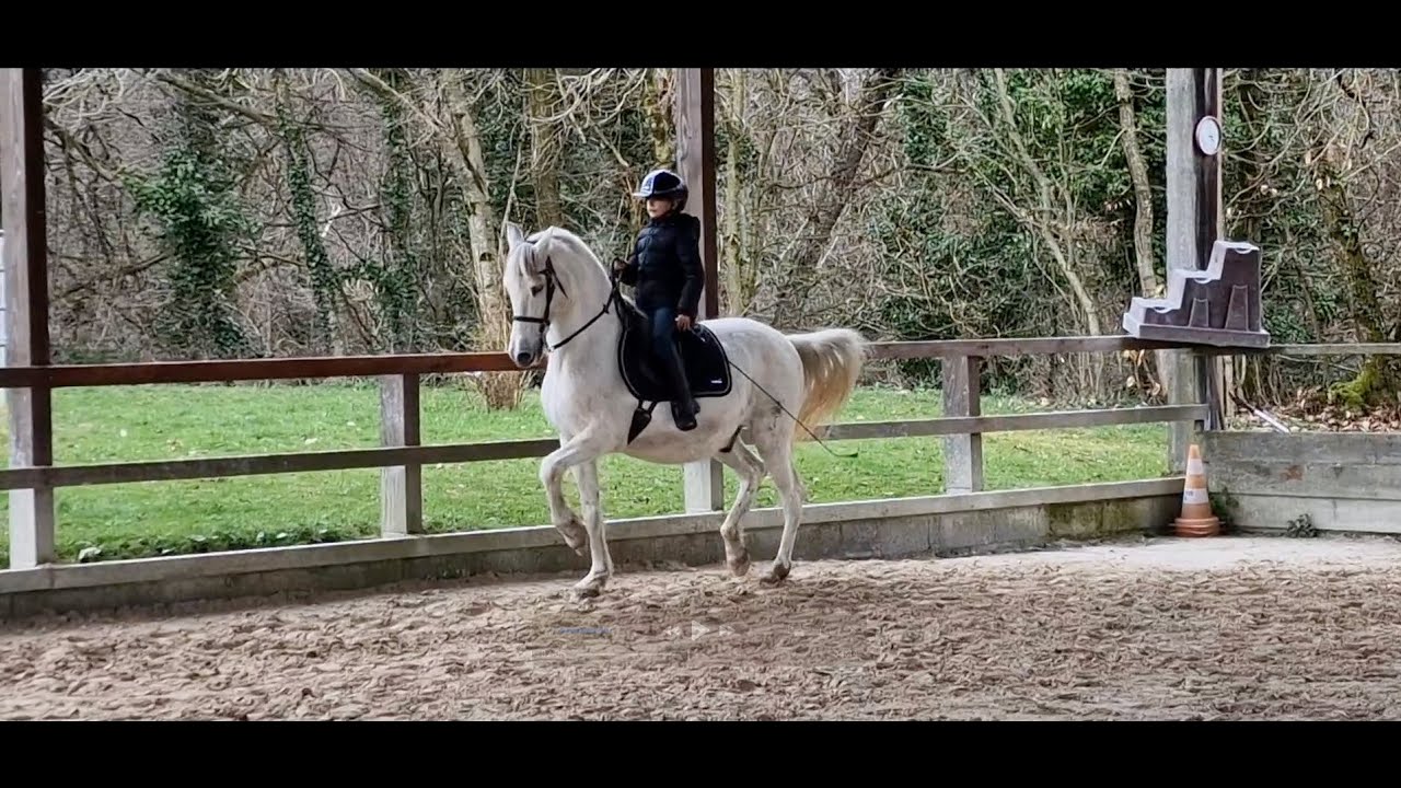 Stage de Dressage Artistique - Andréa