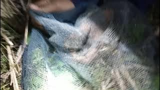 mudahnya menangkap burung puyuh malam hari