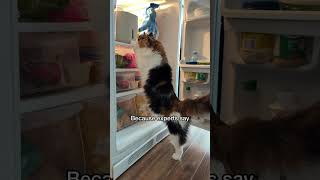 Always listen to the expurrts. #catshorts #expertadvice