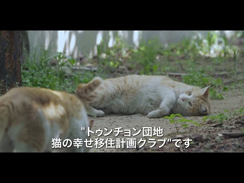 愛くるしい猫たちが登場　ノラ猫250匹の引越大作戦　「猫たちのアパートメント」予告