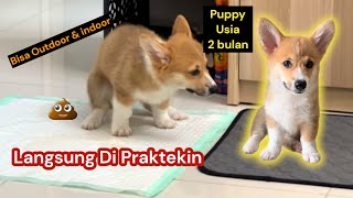 Toilet Traning Untuk Anak Anjing || Potty Training For Puppy