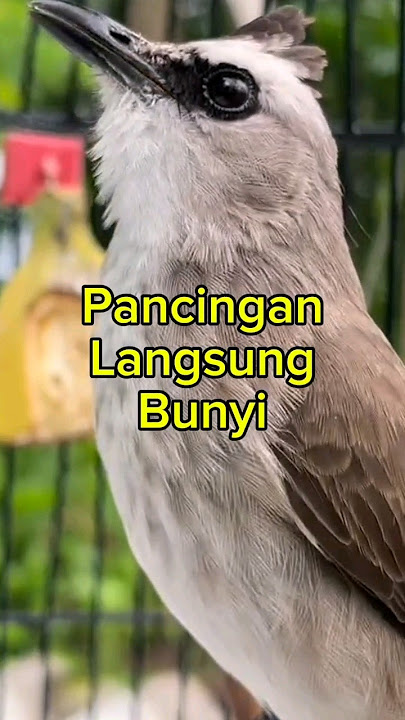 Pancingan Trucukan agar cepat bunyi #trucukanbetinamemanggiljantan #birds #shorts #shortsvideo #fyp