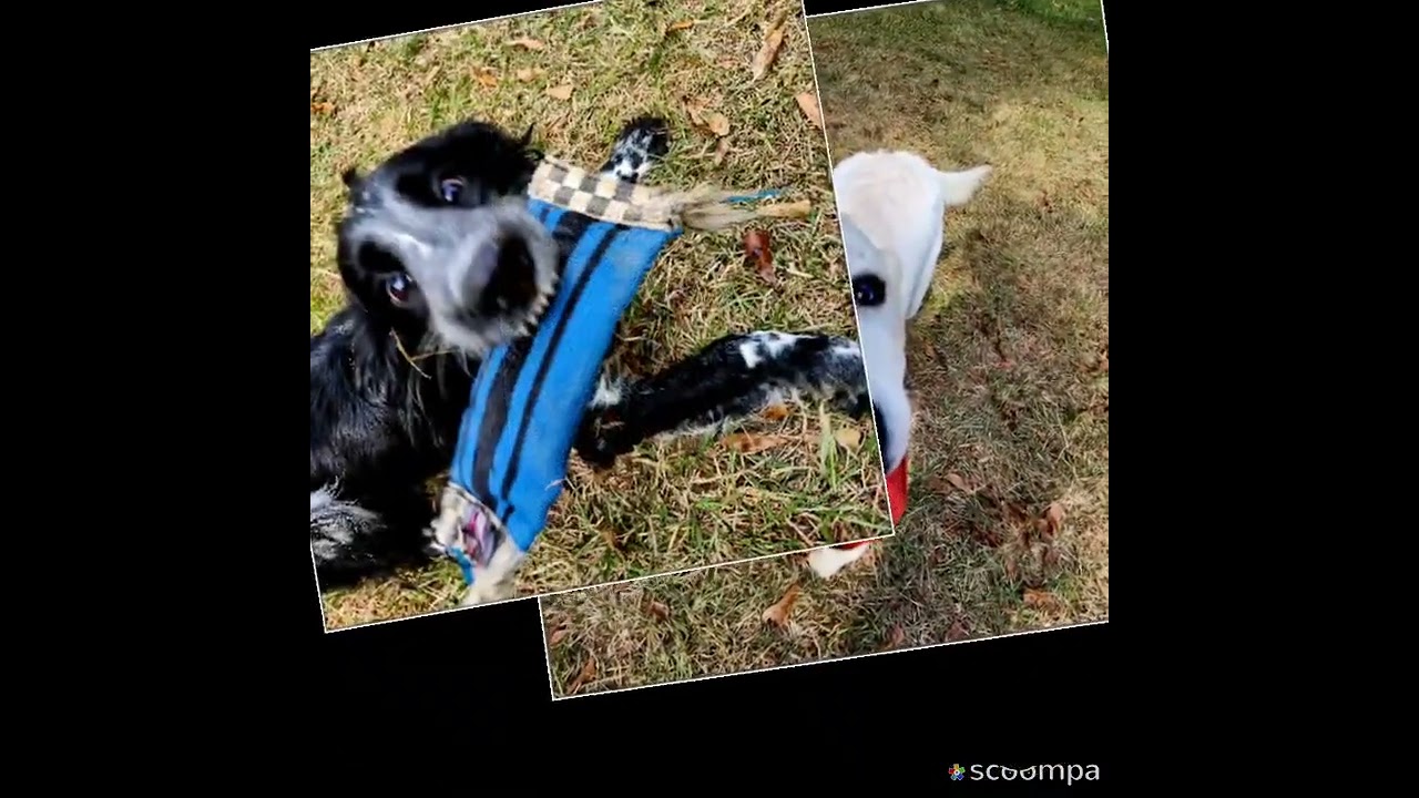 Dog Obedience Training Mississippi Certified guaranteed