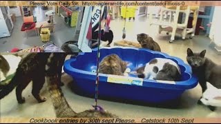 FFRC 20160827 Pool party