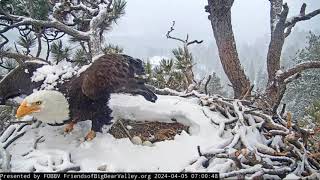 April 5 morning with Jackie and Shadow Big Bear Bald Eagle Live Nest - Cam 1