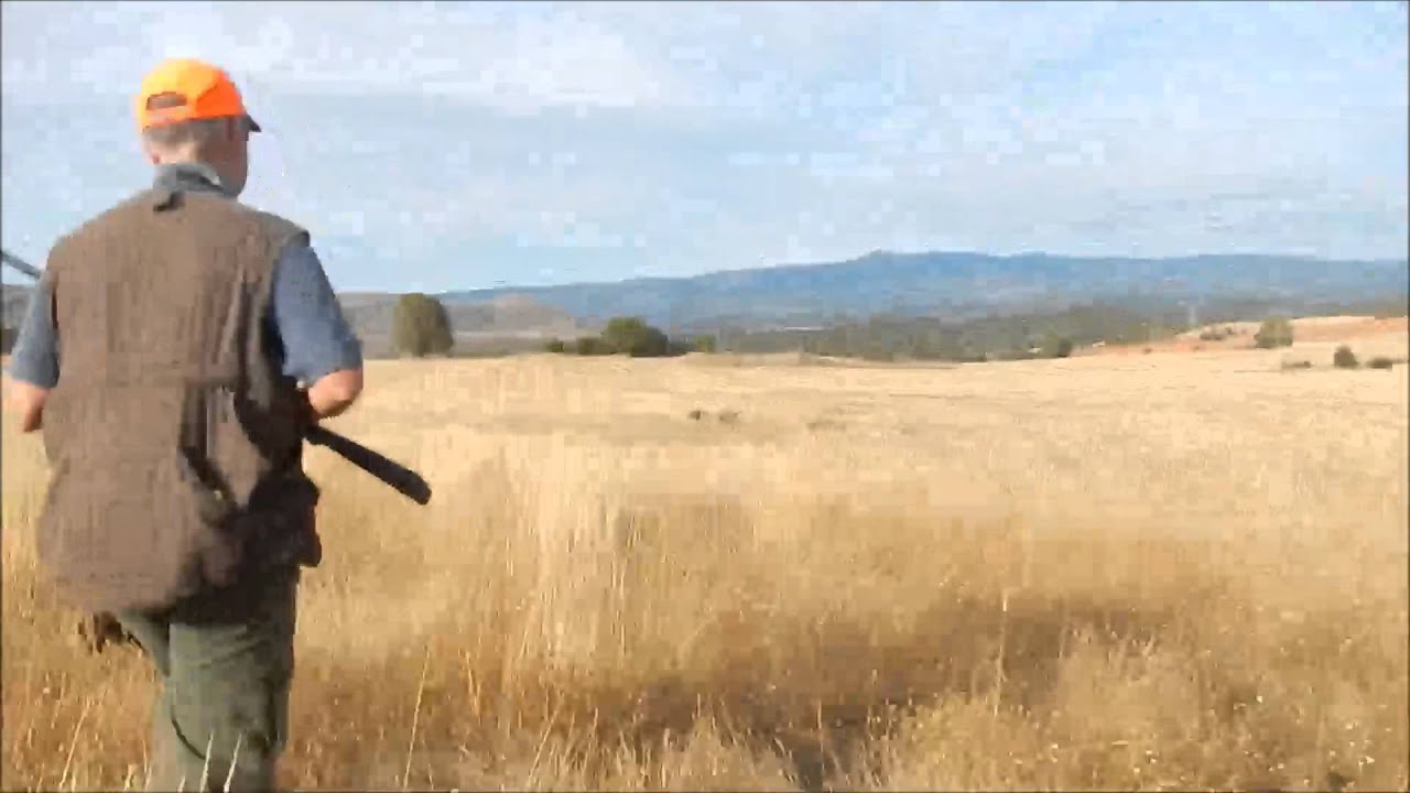 El perdiguero de Burgos a la codorniz salvaje. Media veda 2014. Parte 3.