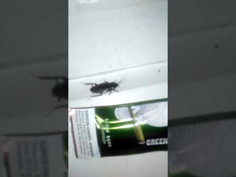 ATL FLYING WOOD COCK ROACH ATTACKS CAMERA MAN