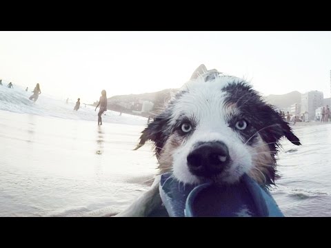 Image result for Australian Shepherd  犬  脱出する