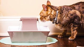 ✅ TOP 5 Best Pet Water Fountain   : Today’s Top Picks