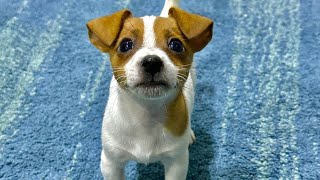 Jack Russell terrier puppy playing with dancing cactus.