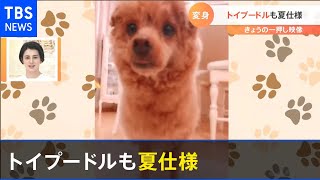 アルパカになったワンちゃん