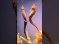 Seahorse - The Only Animal Where Males Give Birth!