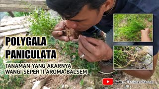 Polygala Paniculata, tanaman dengan akar yang wangi seperti aroma balsem