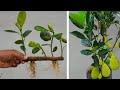 Growing jackfruit tree from cutting | Propagate jackfruit tree new method