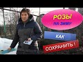 РОЗЫ НА ЗИМУ | ПРАВИЛЬНО УКРЫВАЕМ | ПРОВЕРЕННЫЙ СПОСОБ