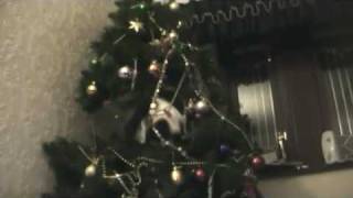 Download Lagu Gipsy the cat in Christmas tree MP3