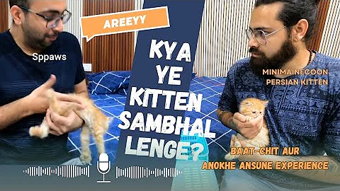 Watch the video about Persian Kitten Delivered | Buy, Sell, Adopt | SPPAWS