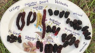 Mulberry Fruit Comparison...Pakistani, Himalayan Red, Tice, Maui, Valdosta, AusTurkey..3/19/24