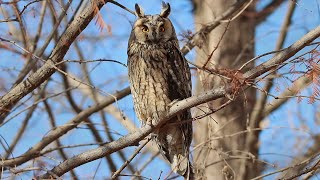 칡부엉이 Long-eared owl