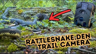 We Set a Trail Camera on a Rattlesnake Den - Shocking Footage!