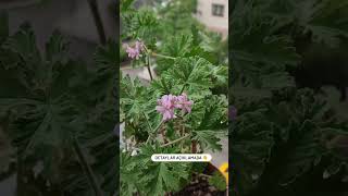 Itir Çíçeği̇ni̇n Faydalari ‼️