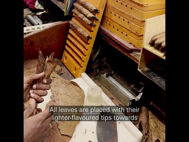 Torcido de un Habano explicado por Armando Cigars
