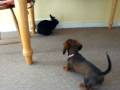 Rabbit vs. Dachshund