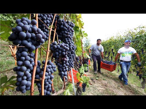 Şaşırtıcı Üzüm Hasat ve İşleme Üzüm Suyu 🍇 - Modern Tarımsal Hasat Makineleri