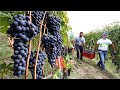 Amazing grape harvesting and processing grape juice   modern agricultural harvesting machines