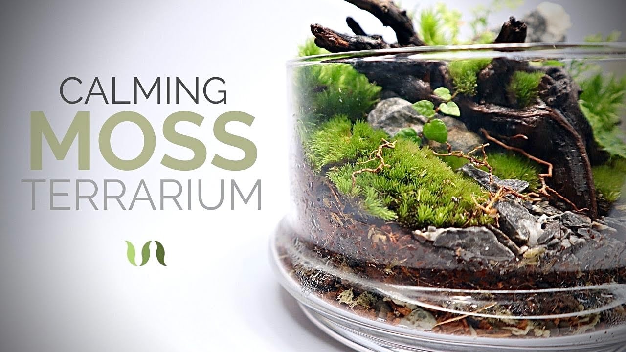 Calming moss terrarium build YouTube