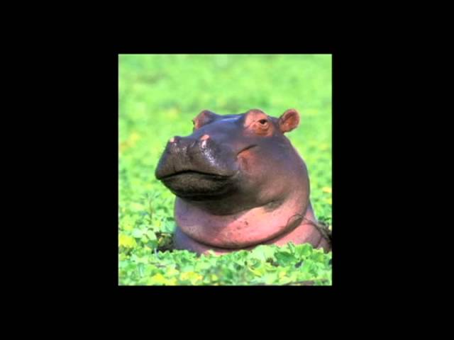 Hippopotamus Rock accords
