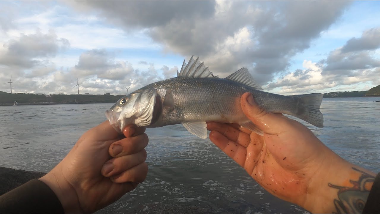 Sea Fishing Bass Fishing Pembrokeshire YouTube