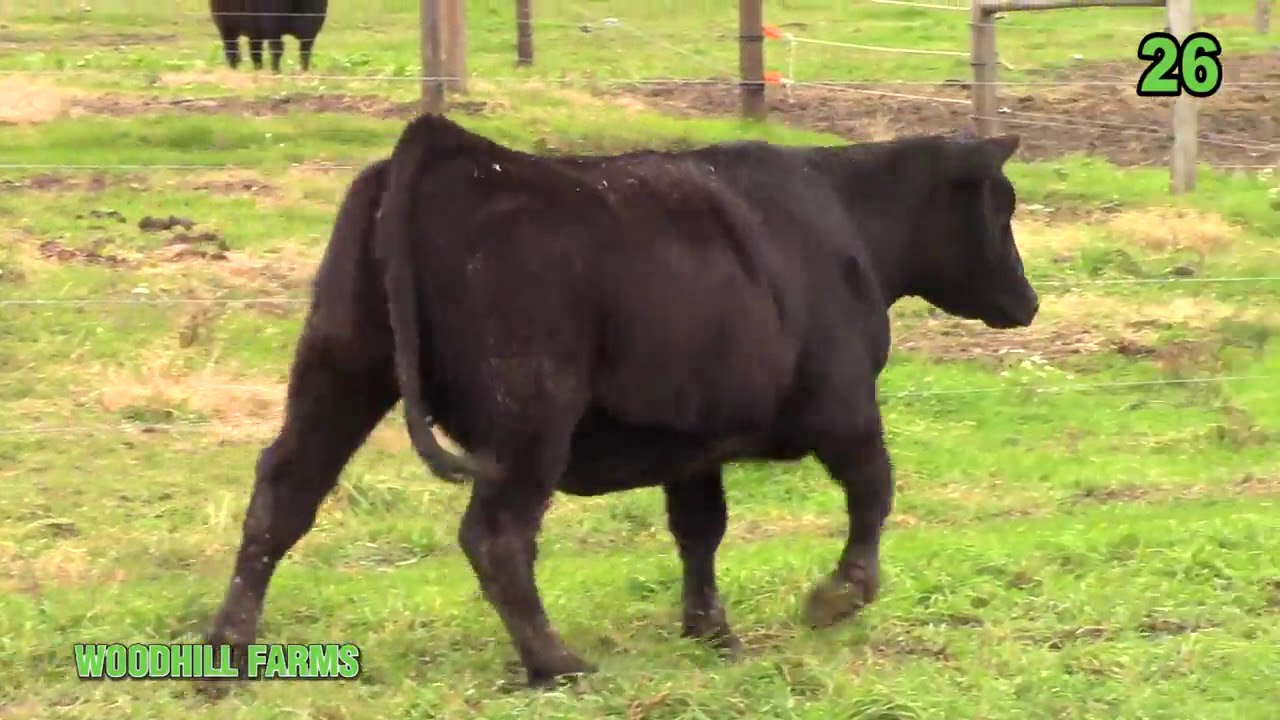 Woodhill Farms Lot 26 YouTube