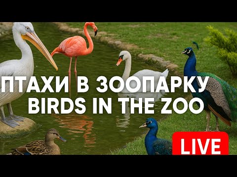 Пташиний рай / Bird Paradise