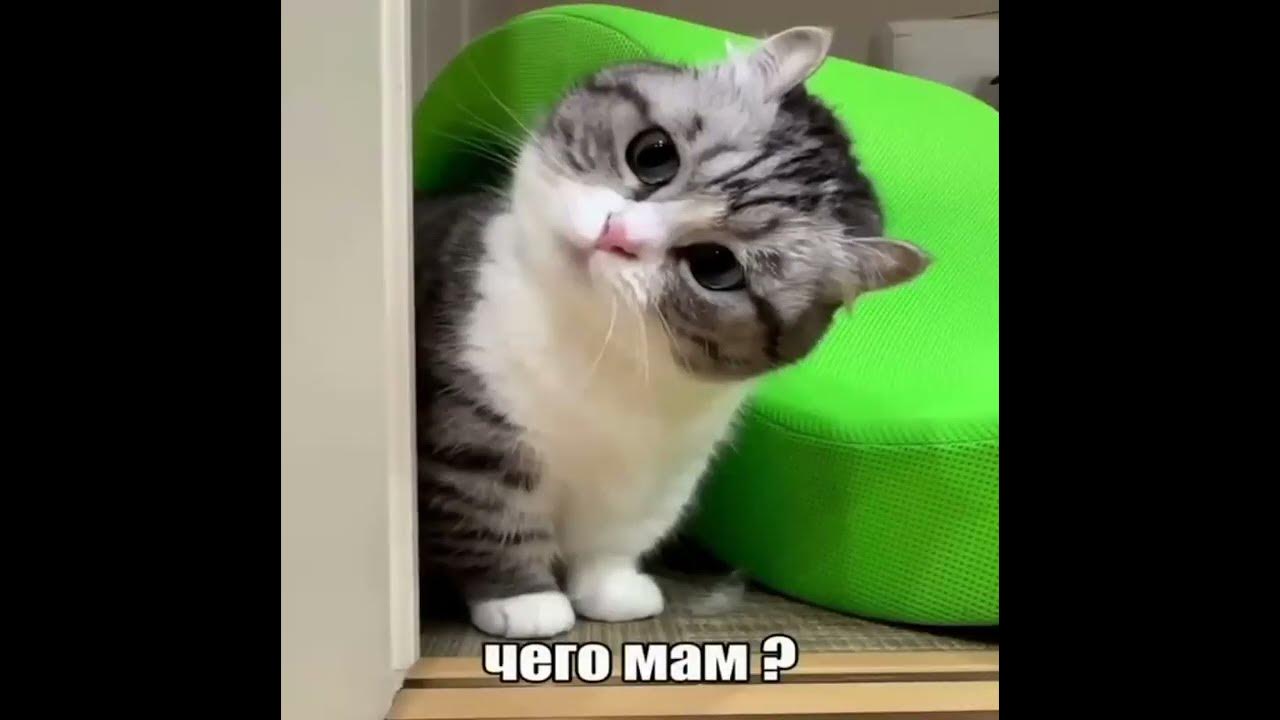 Милый правда? #актив #кот #комару #любовьккомару - YouTube