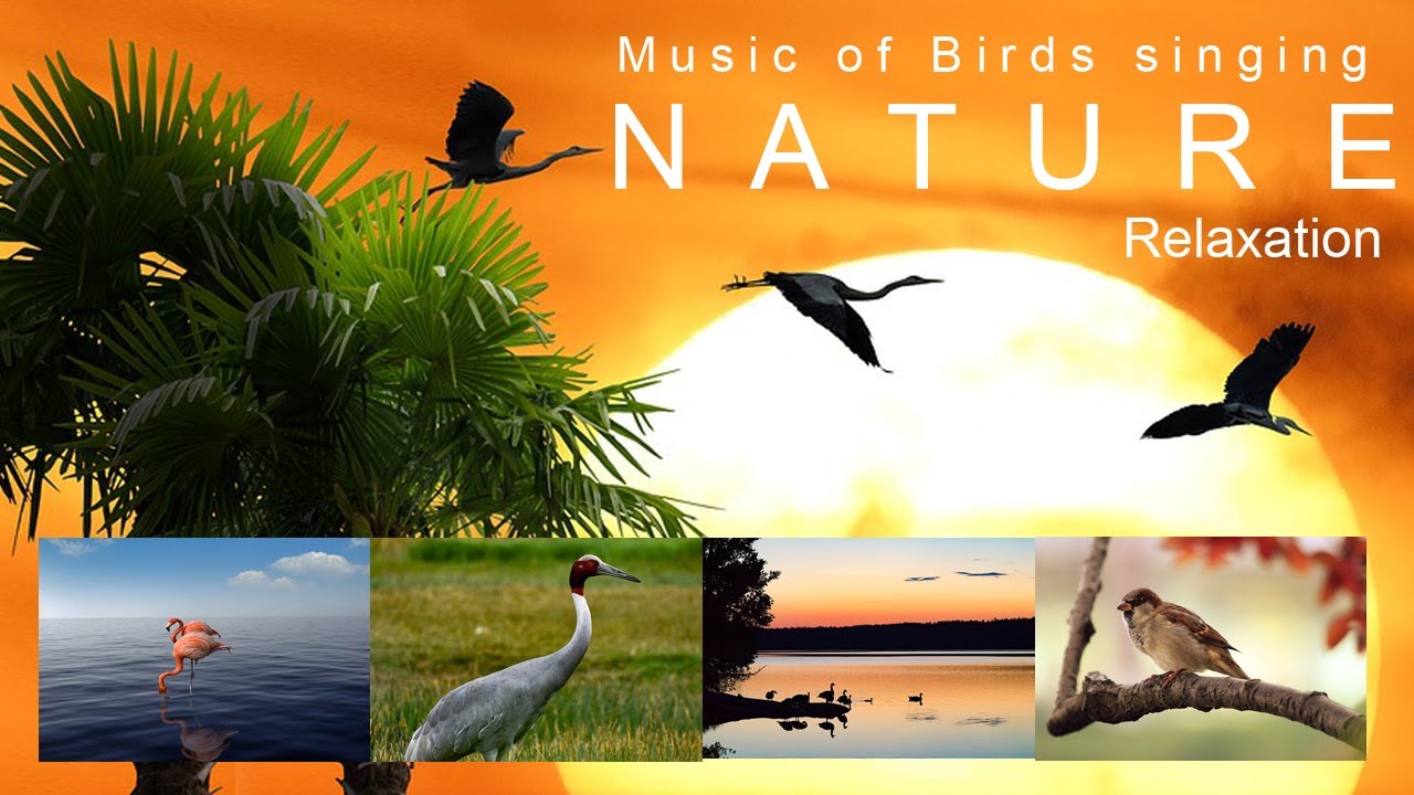 Nature Relaxation Video I Bird Songs I Birds Singing in the Forest I ...