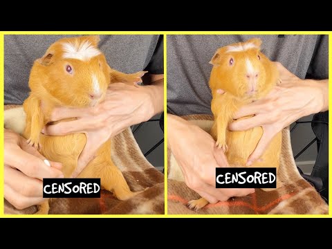 Guinea pig boar cleaning tutorial *WARNING: GUINEA PIG GENITALS!*