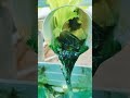 🌍 El futuro de cultivar comida ya empezó y millones aún no lo saben 🚀🥬#Hydroponics #Hidroponia
