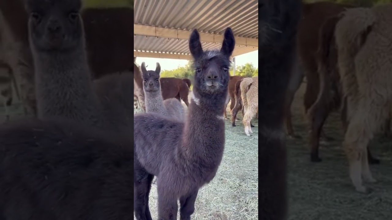 Cute Llama Alpaca can Attack Human | Hilairous | Funniest Animals Videos | 