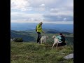 Hiking with dogs dogo argentino