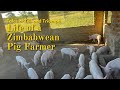Piggery Breeding And Production How A Zimbabwean Female Entrepreneur Is Empowering Women Diversify Piggery Breeding And Production How A Zimbabwean Female Entrepreneur Is Empowering Women Diversify
