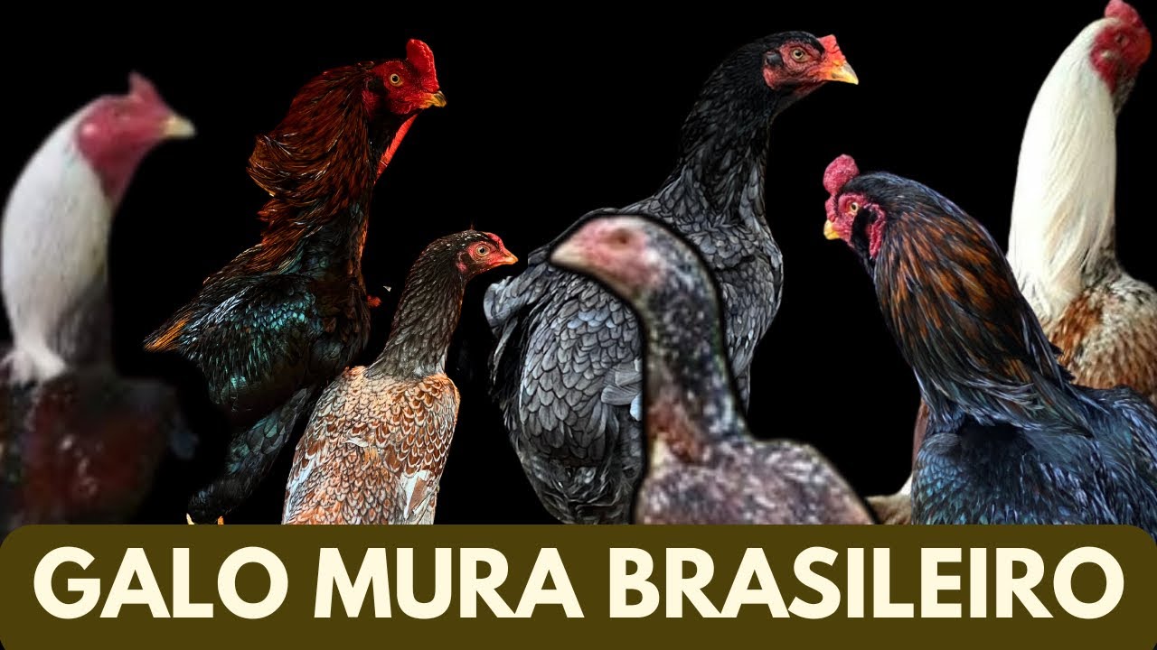 MOSTRANDO A CRIAÇÃO DE GALINHA MURA BRASILEIRO / ÍNDIA / PARTE 2.