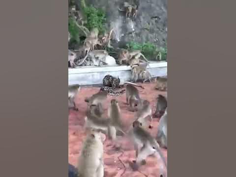 Python 🐍 buffet 🍱 - YouTube