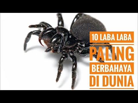 Video: Apa Laba-laba Paling Berbisa Di Dunia?