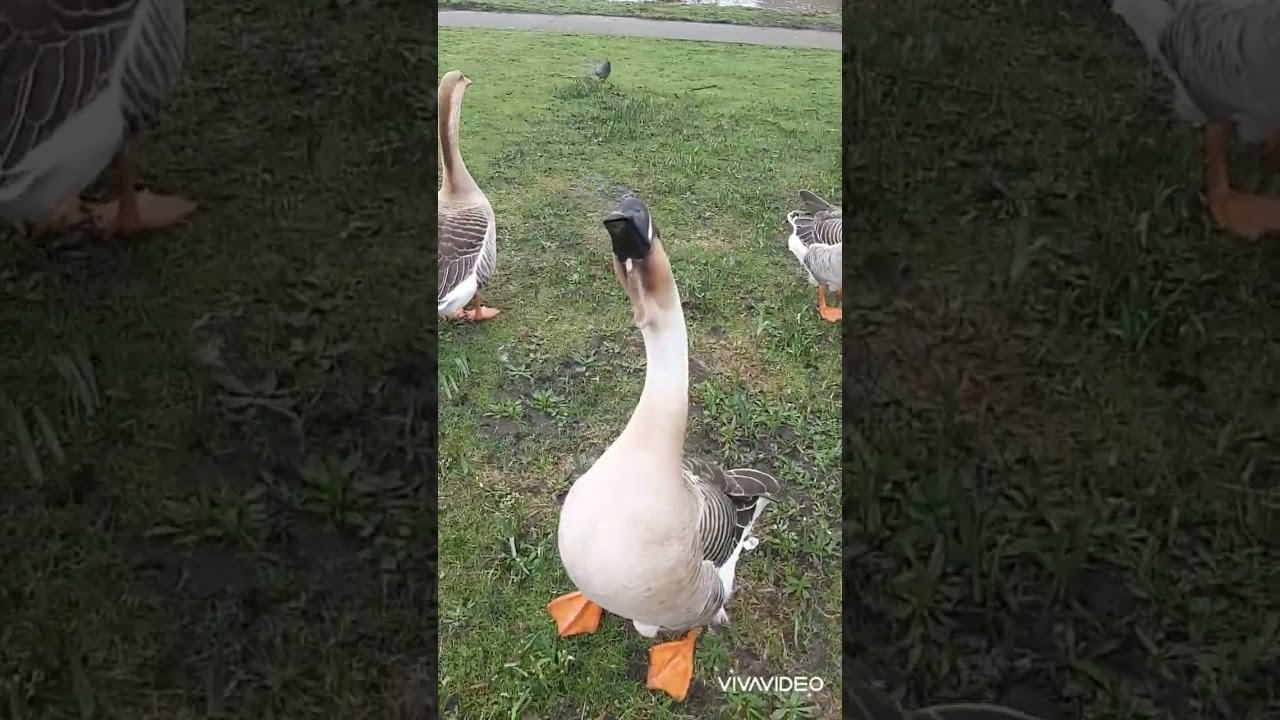 #goose