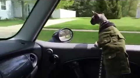 Watch the video about Hairless cat cruisin