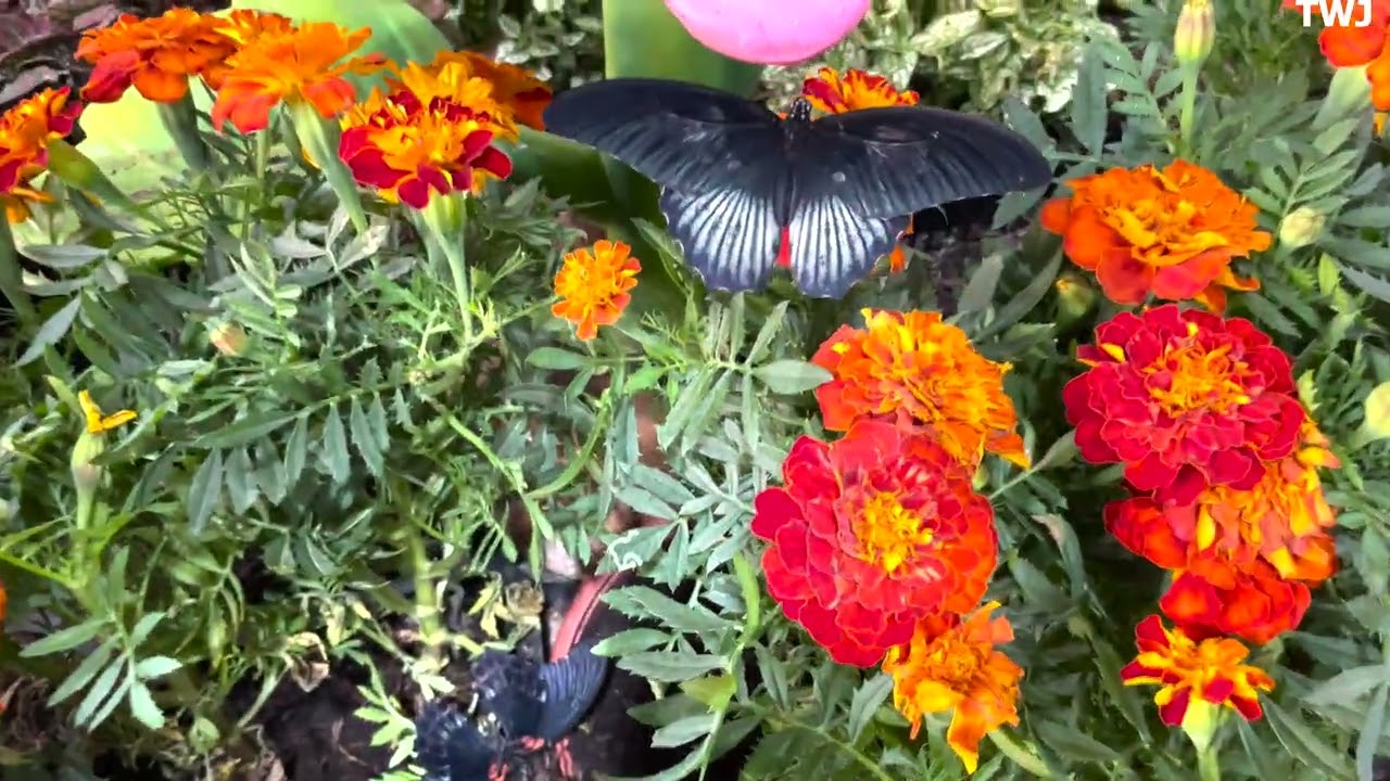 Butterfly Garden Dubai.